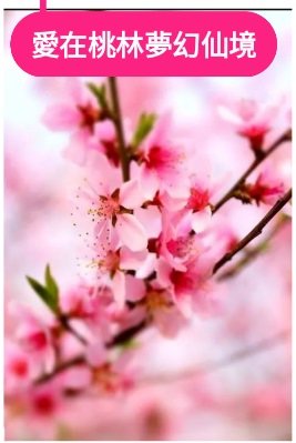 《愛在夢幻桃林仙境》