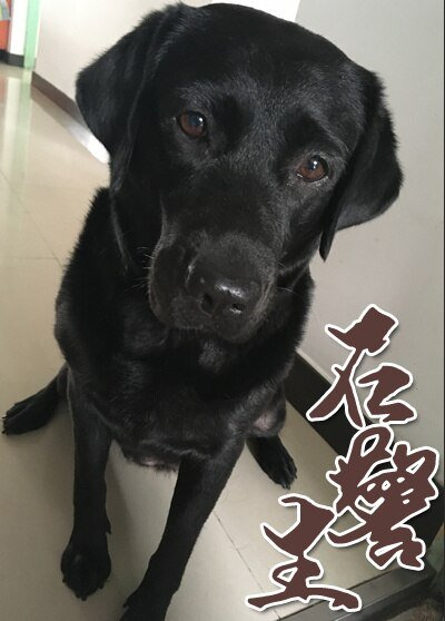 石警生